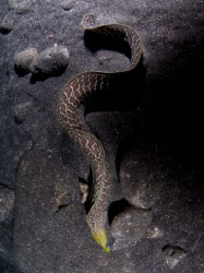 Undulated Moray in Hawaii by Andy Lerner 